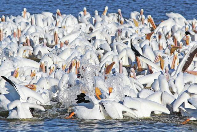 Feeding Frenzy