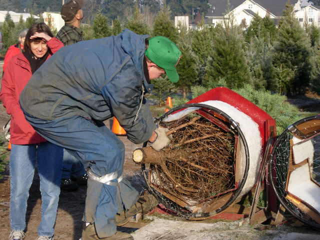 Number of Arkansas Christmas tree farms cut by half