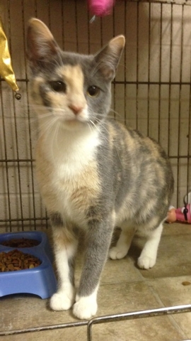 Pet of the Week – Lydia
