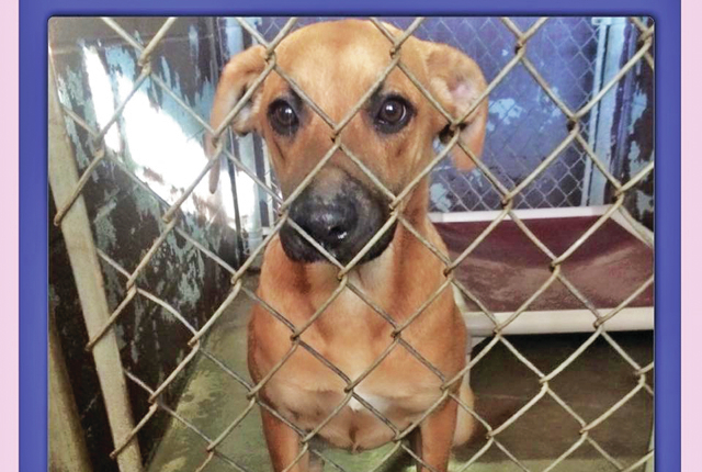 Pet of the Week – Christy