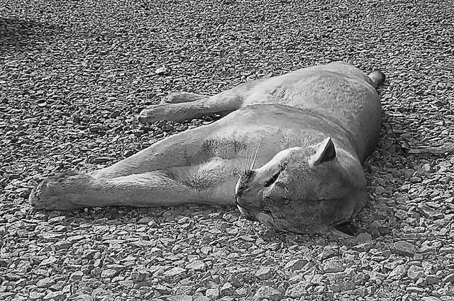 Mountain lion killed in Bradley County