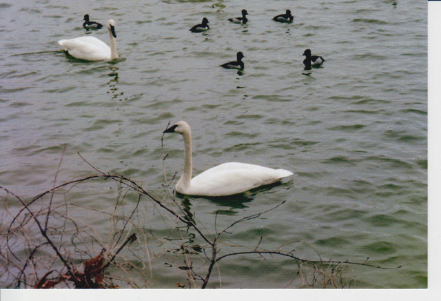 First Baptist SAMS see rare swans