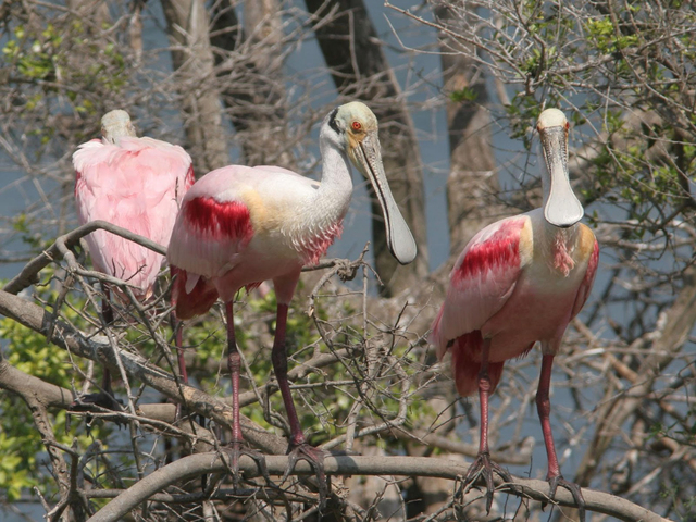 Audubon Society takes field trip