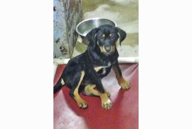 Pet of the Week – Greta