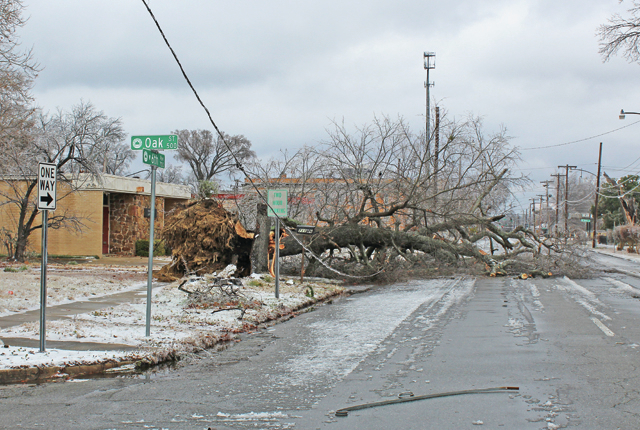 Downed Tree