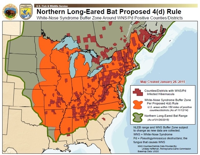 Timber industry OK with threatened’ listing for northern long-eared bat