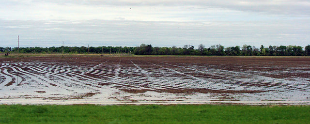 Rain slows row crop planting again, but boosts NW forage growth, skeeters