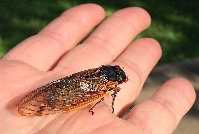 Buzzing sound comes from cicadas, not extraterrestrials