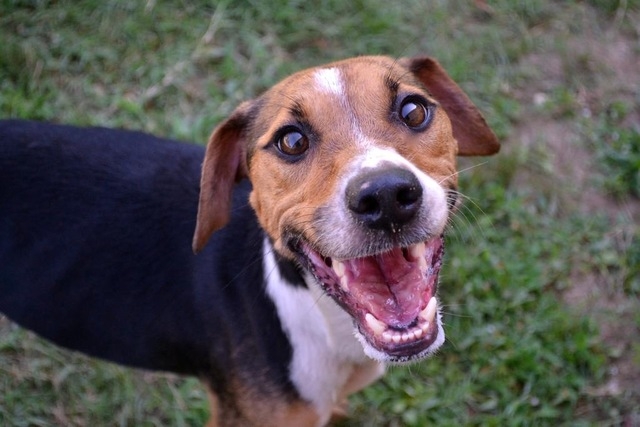 Pet of the Week – Twilia