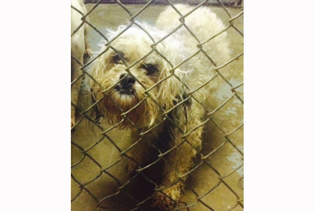 Pet of the Week – Bell