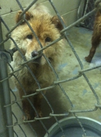 Pet of the Week – Little Bear