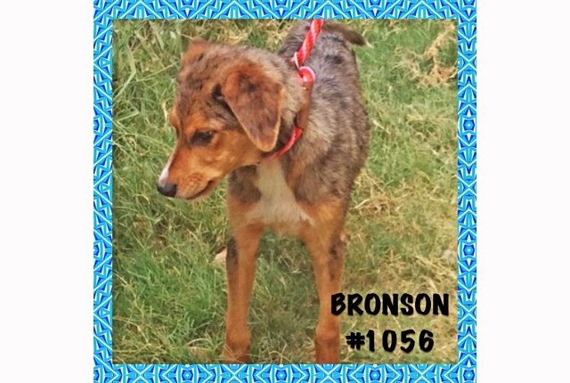 Pet of the Week – Bronson