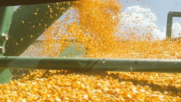 NASS projects big numbers on Arkansas soybeans, corn, sorghum