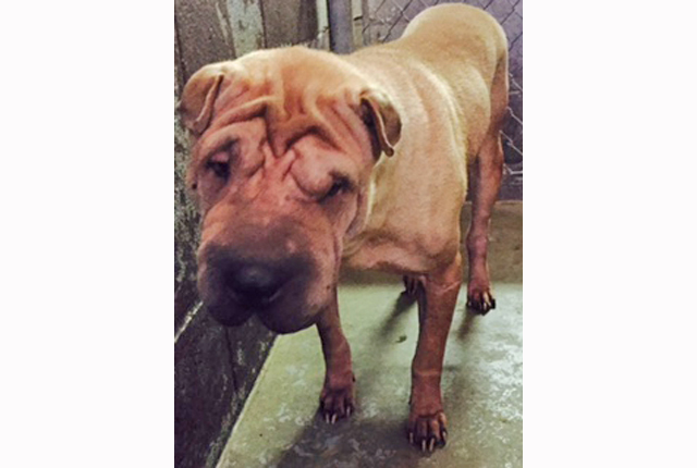 Pet of the Week – Blair