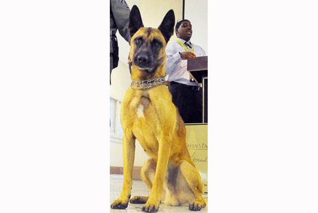 Sheriff’s K-9 recovering after surgery