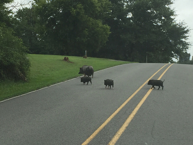 Learn trapping, surveillance at feral hog workshops