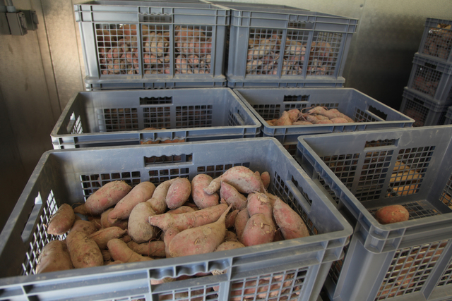 Sweet potatoes: proper curing improves quality, shelf life
