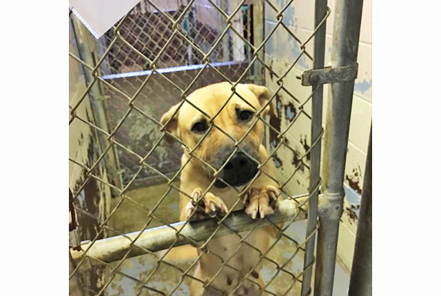 Pet of the Week – Jezzie