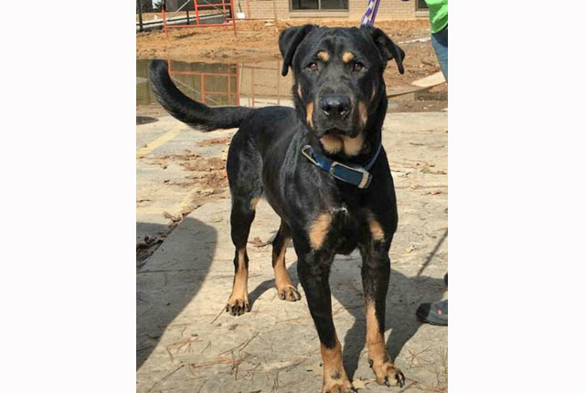 Pet of the Week – Quill