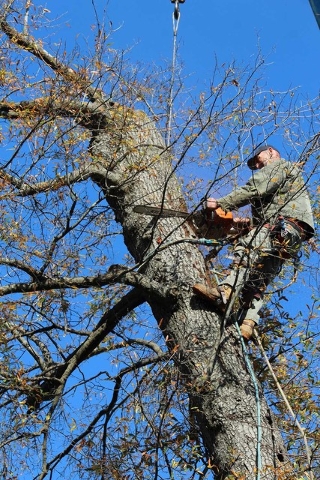 Trimming Tree