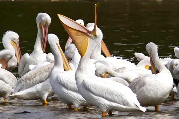 Audubon Society hosts weekly bird outing