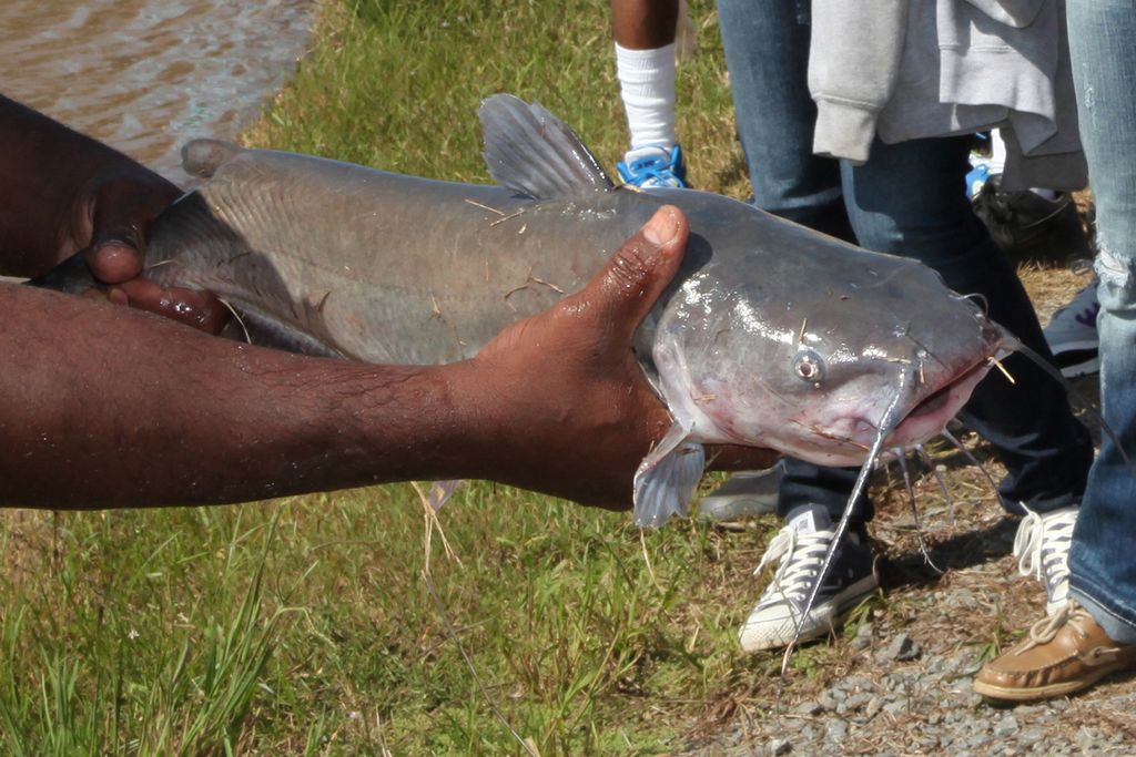Celebrate National Catfish Month by going fishing