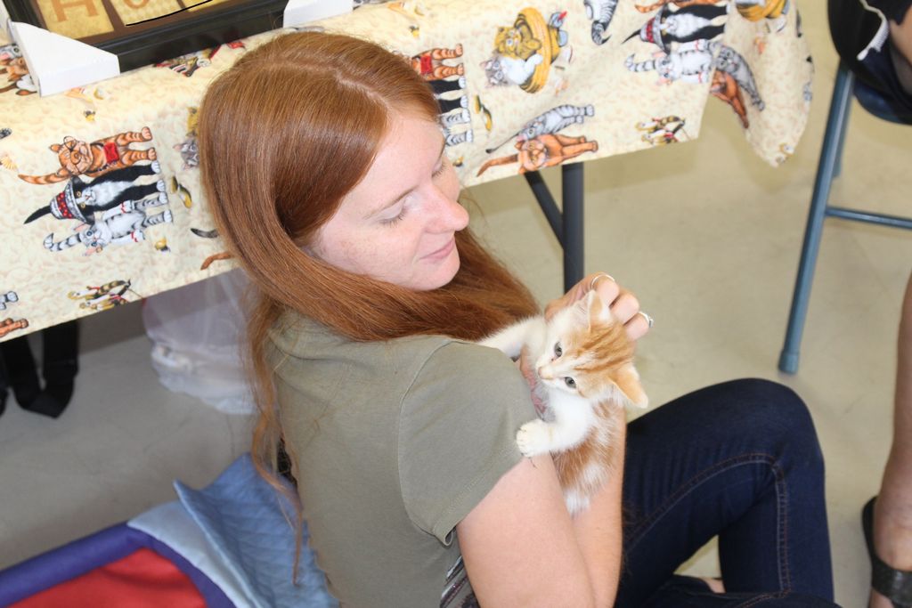 Cat rescue organizations hold adoption event
