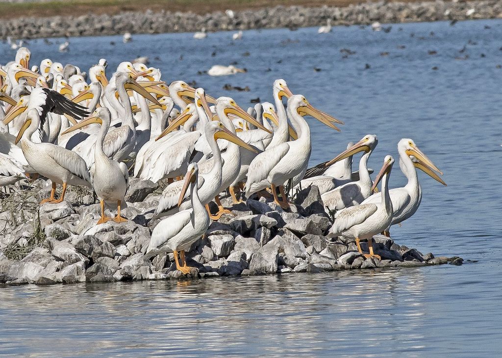 POD OF PELICANS