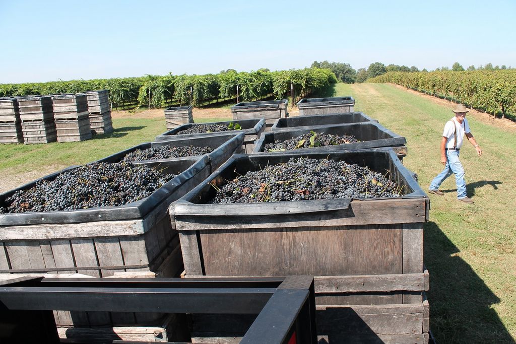 Arkansas wine explained