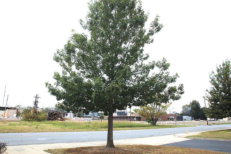 Fall foliage delayed due to unusual warmth, dryness
