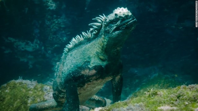 CNN VIDEO: Watch Godzilla-like sea creature use razor-sharp teeth