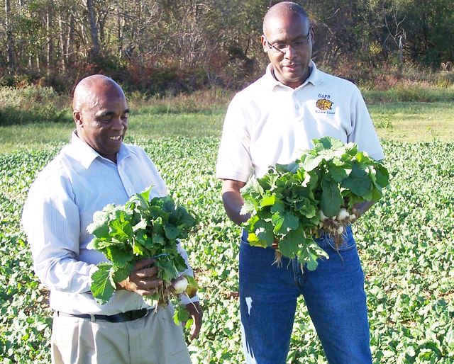 Planting greens in fall good for dinner, garden, expert says