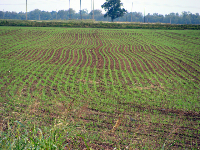 Plant cover crops in fall to protect, improve soil, experts say