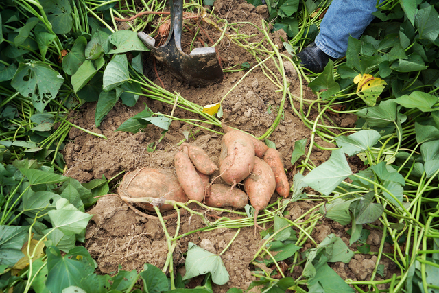 Are you serving yams or sweet potatoes?