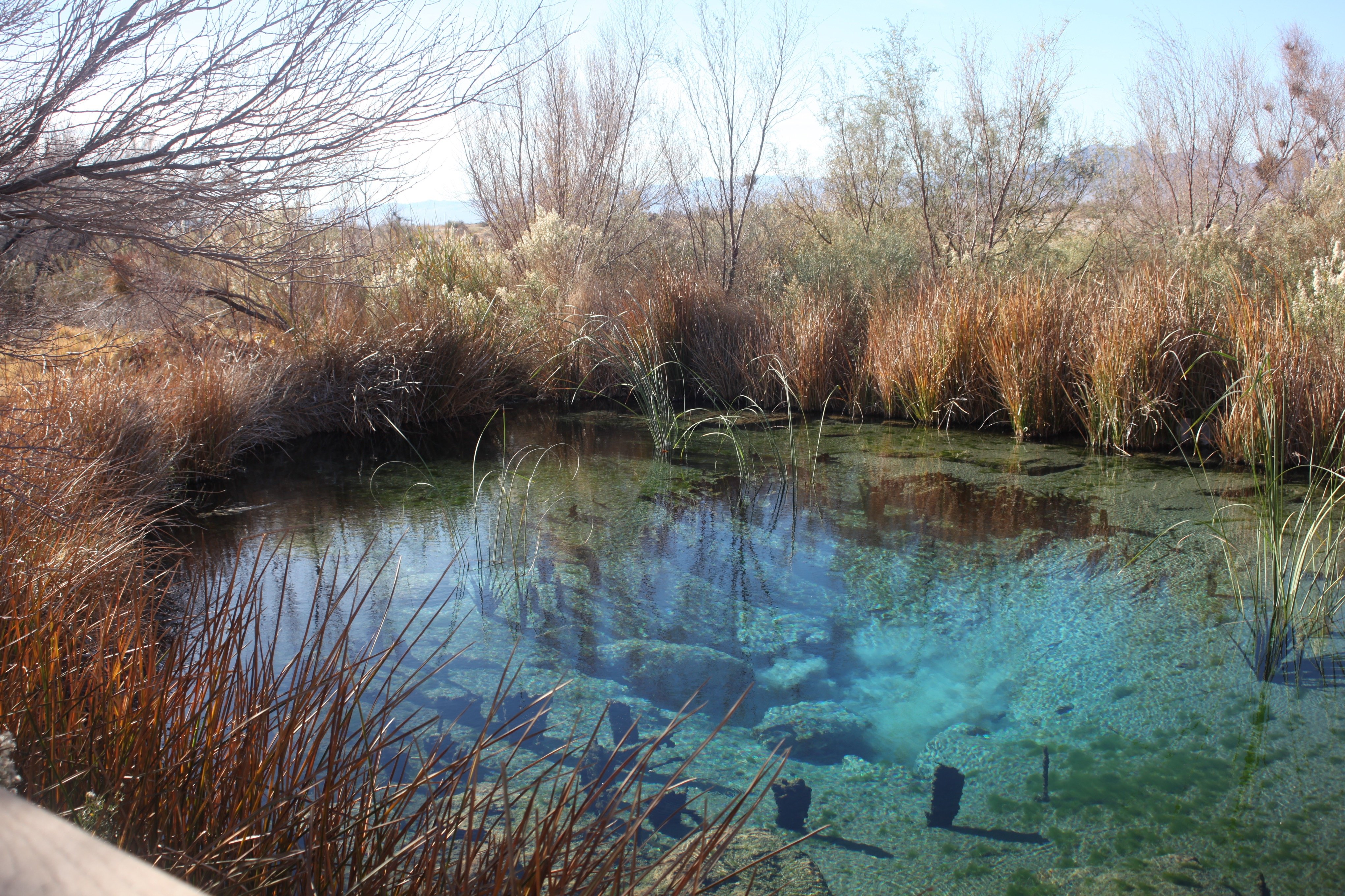 Ticket to Write: Mojave Desert oasis teems with wildlife worth seeing