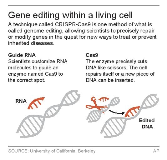 No designer babies, but gene editing to avoid disease? Maybe