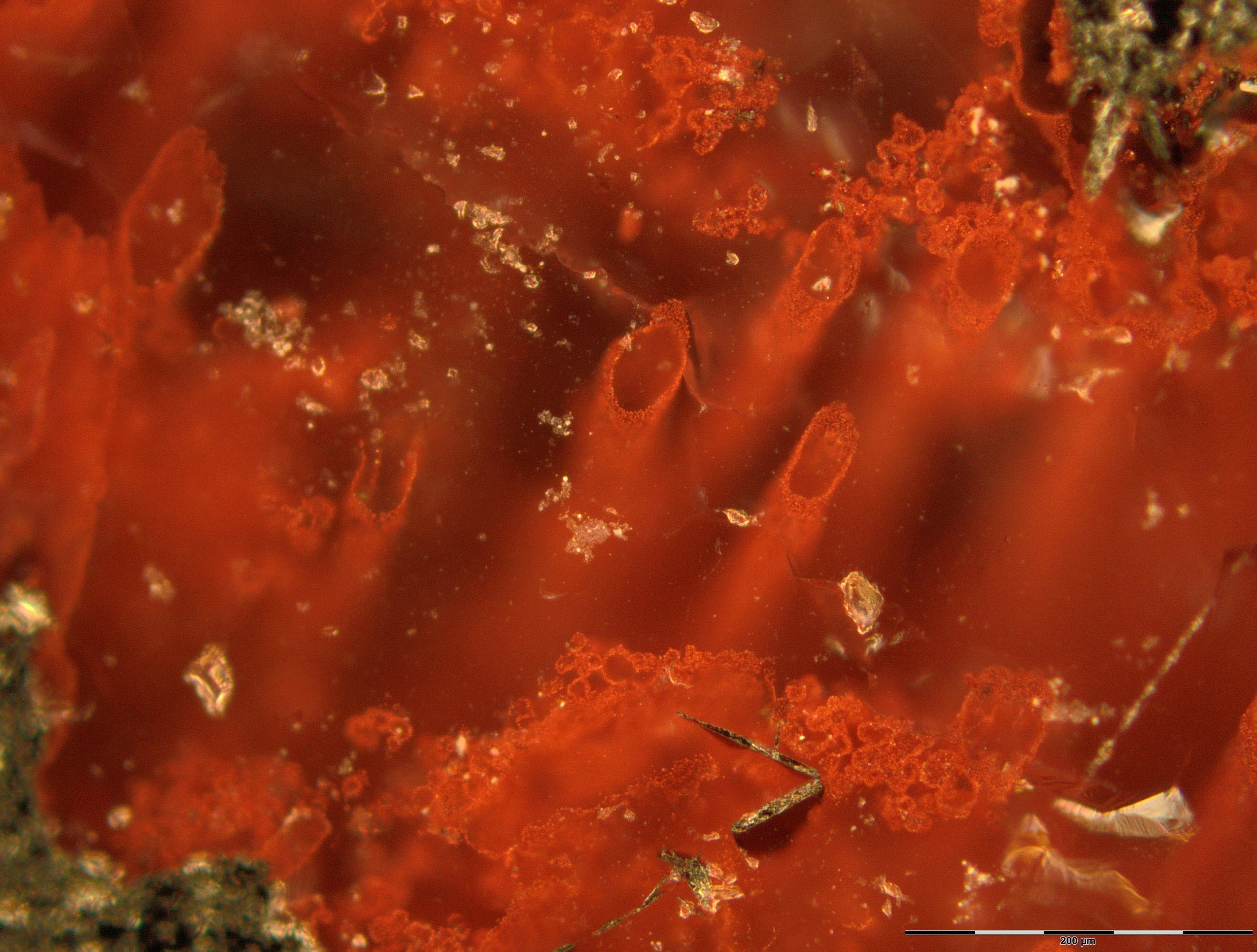 Tiny filaments, tubes proposed as Earth’s earliest fossils