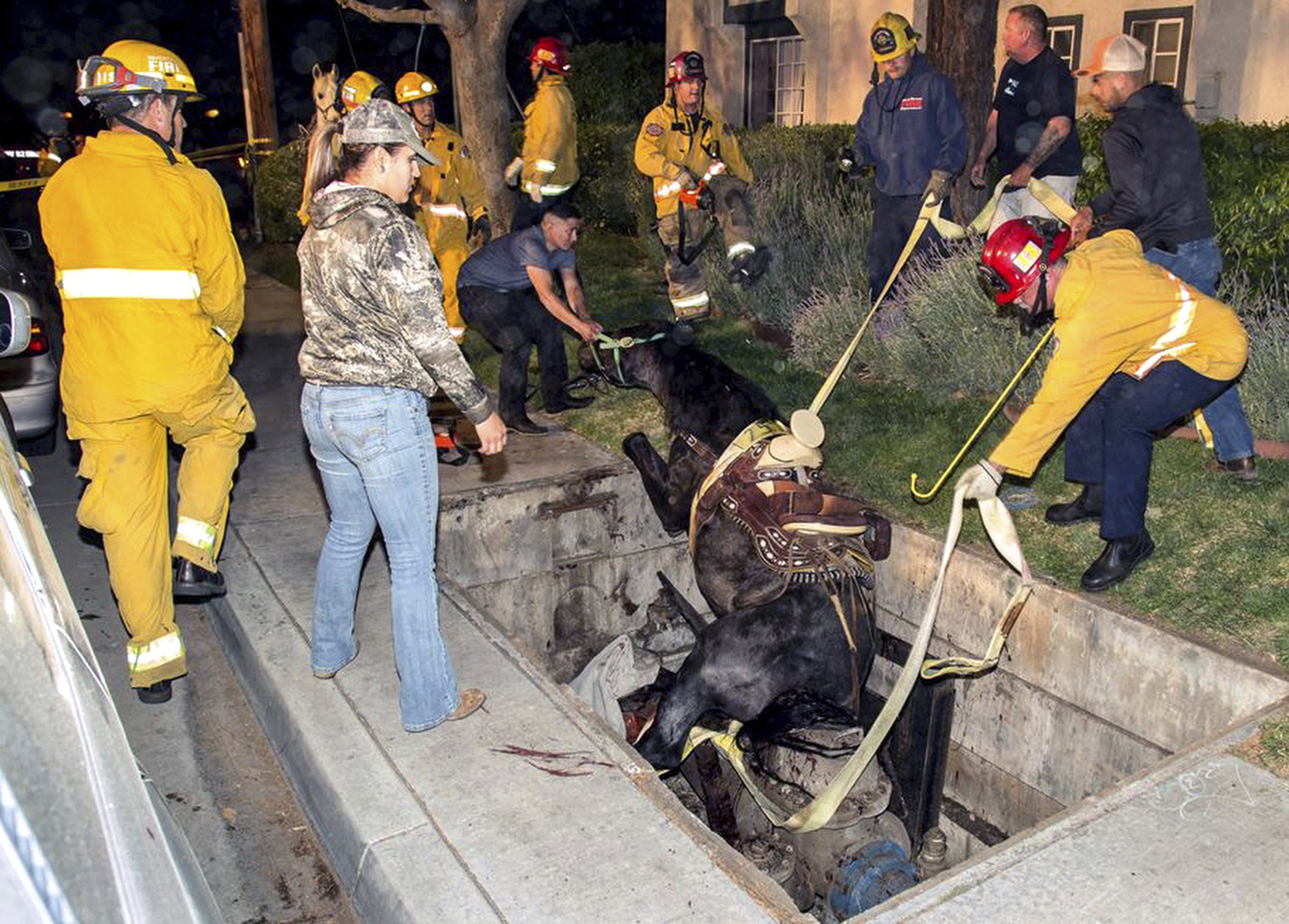 LIGHT LUNCH: Horse on Taco Bell run OK after falling into hole