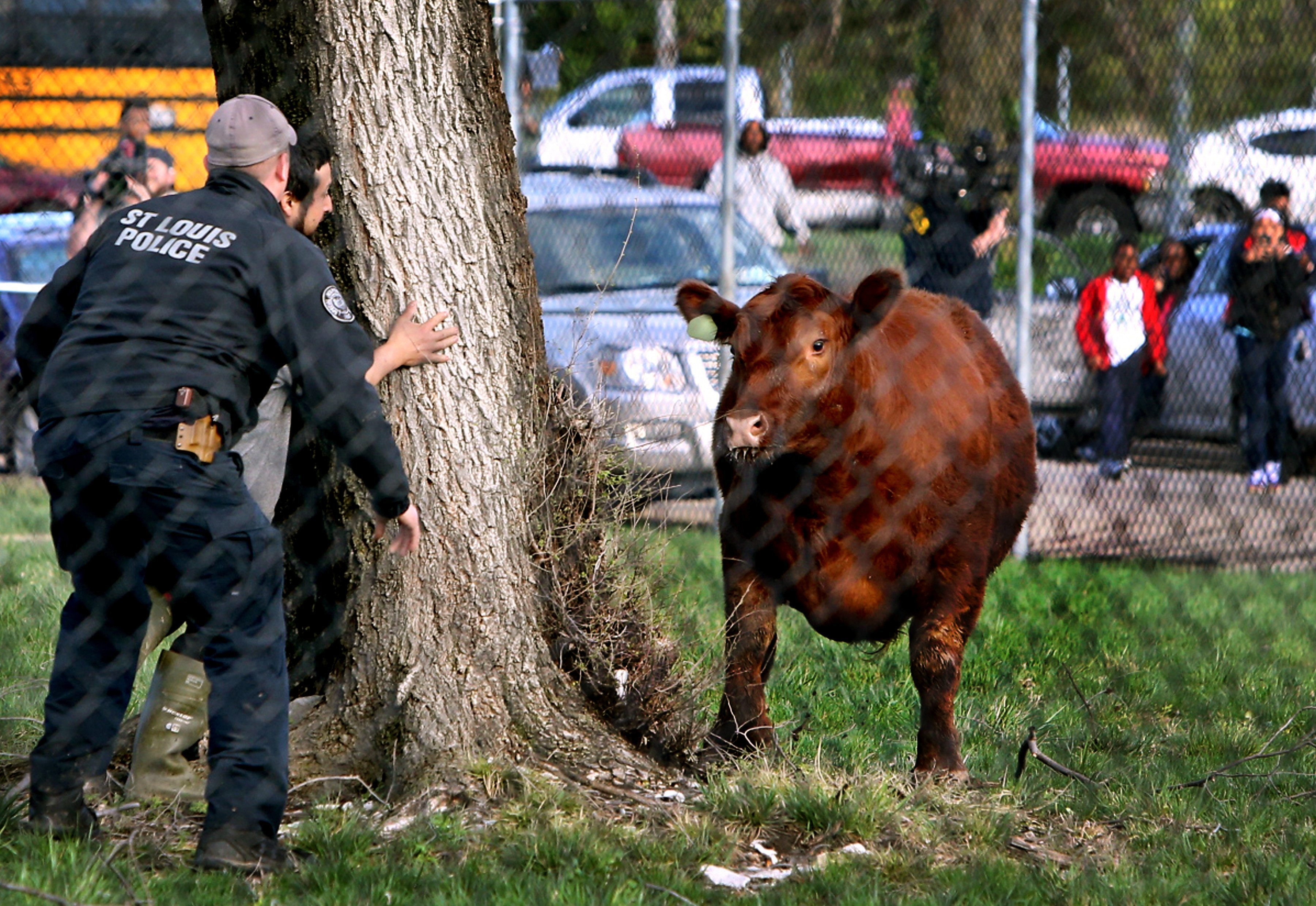 LIGHT LUNCH: Six heifers escape slaughterhouse, hit the streets