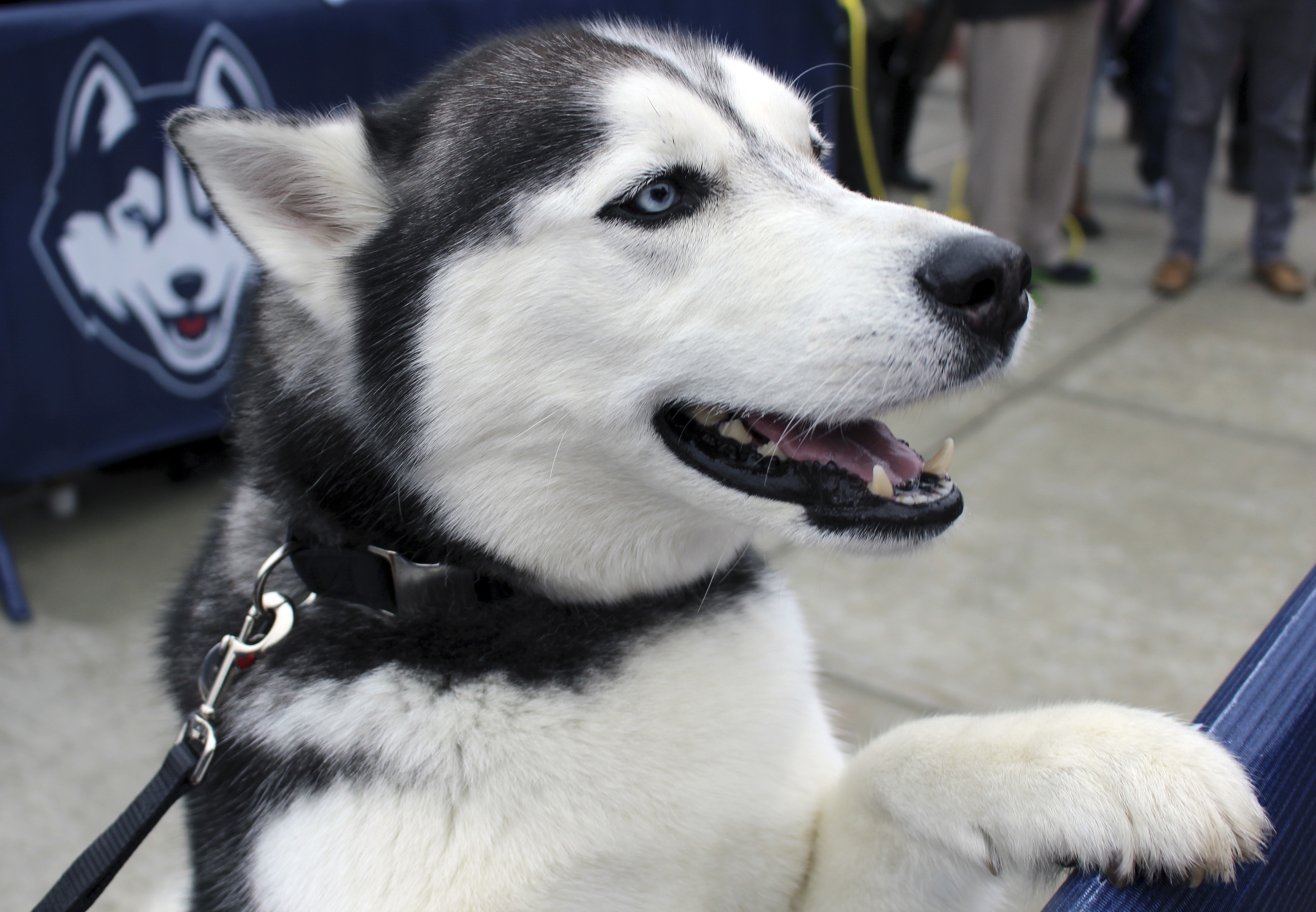 LIGHT LUNCH: UConn husky mascot plays part in proposal