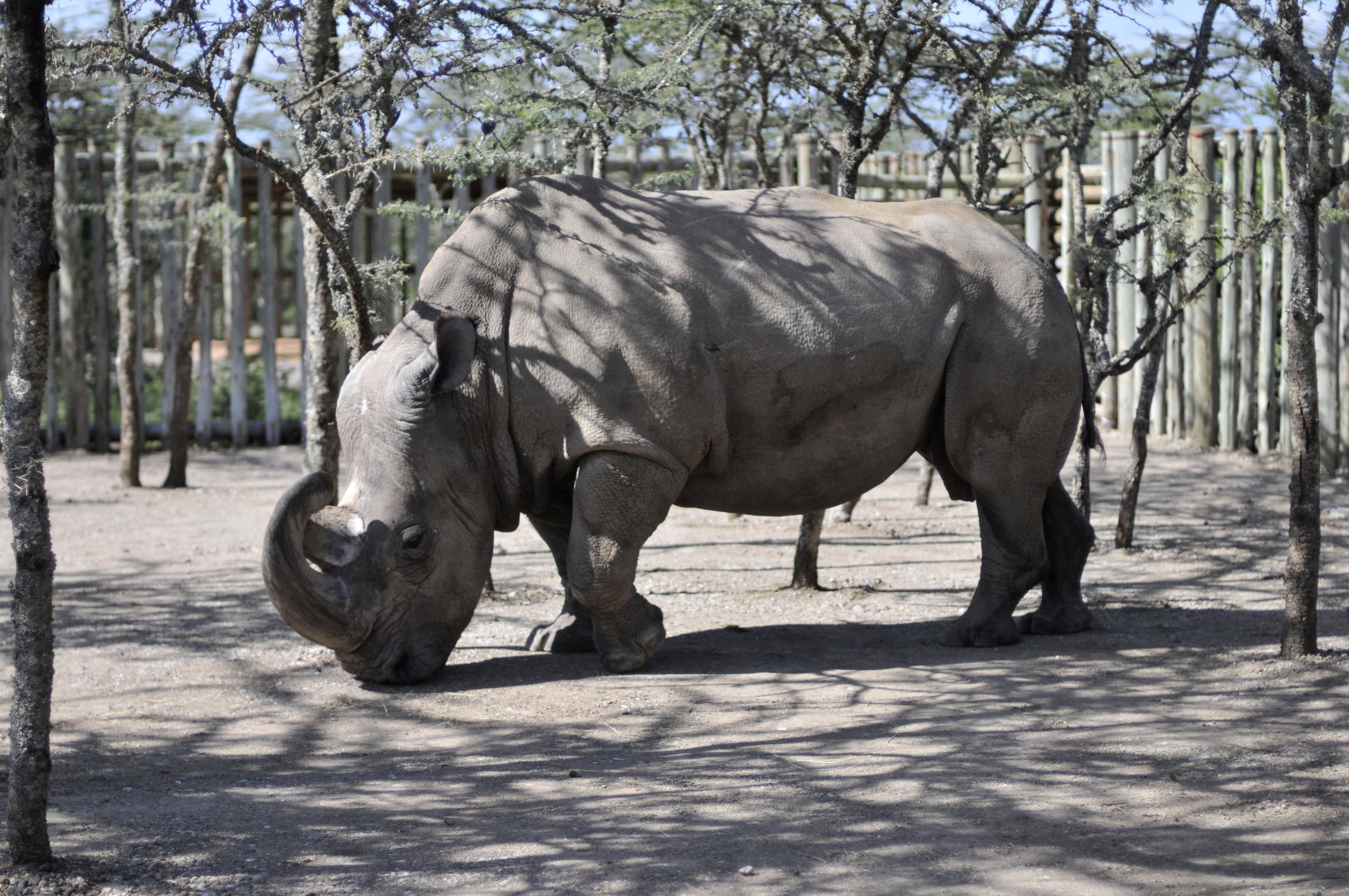 LIGHT LUNCH: World’s last male northern white rhino joins Tinder dating app