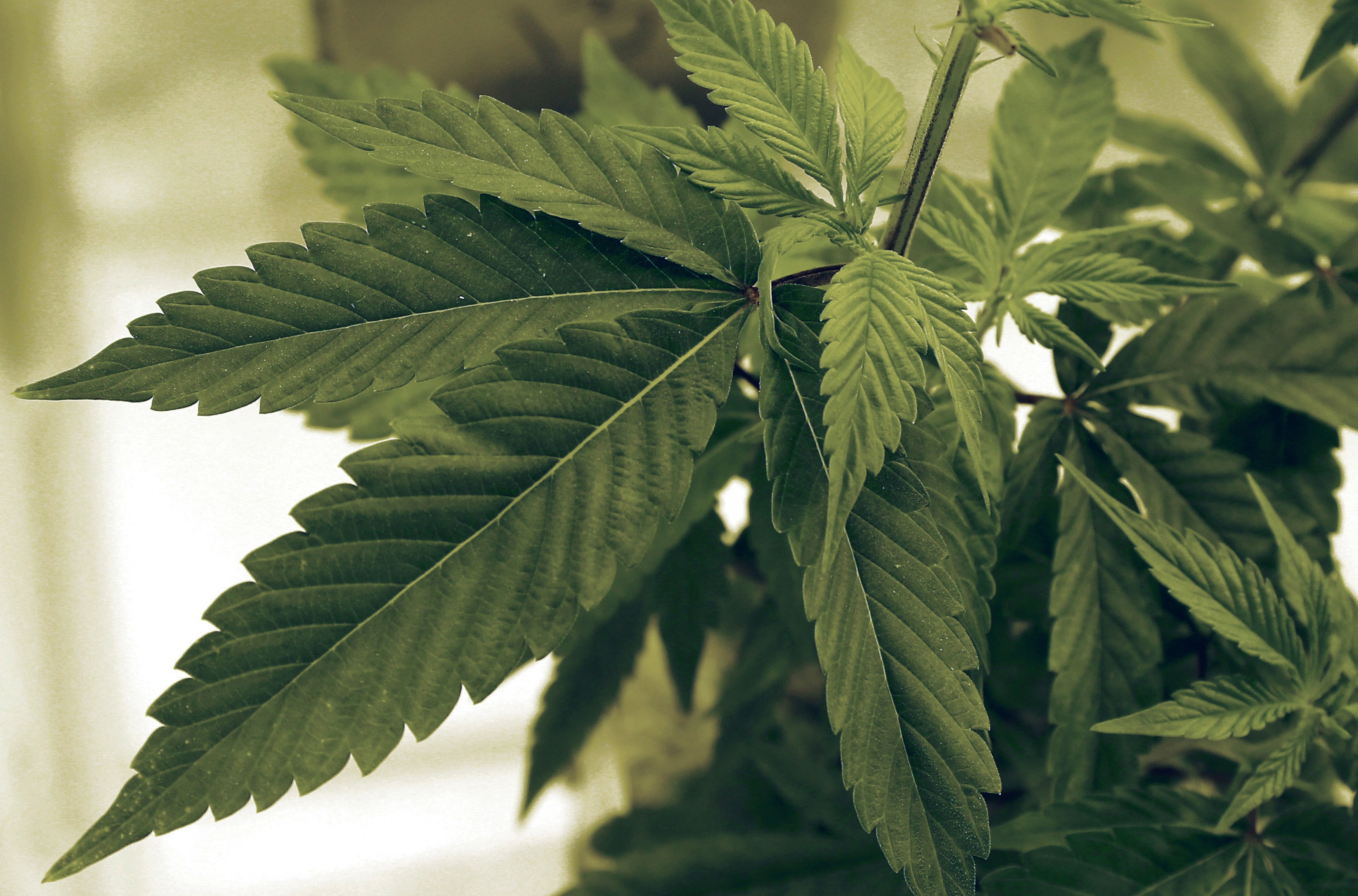 LIGHT LUNCH: 10 pounds of pot wrongly sent to Pennsylvania pastor, cops say