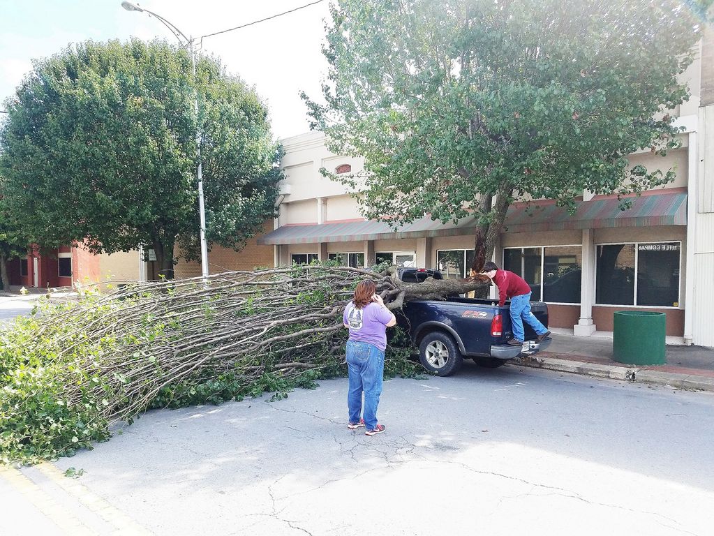 Fallen tree hits truck at election commission office