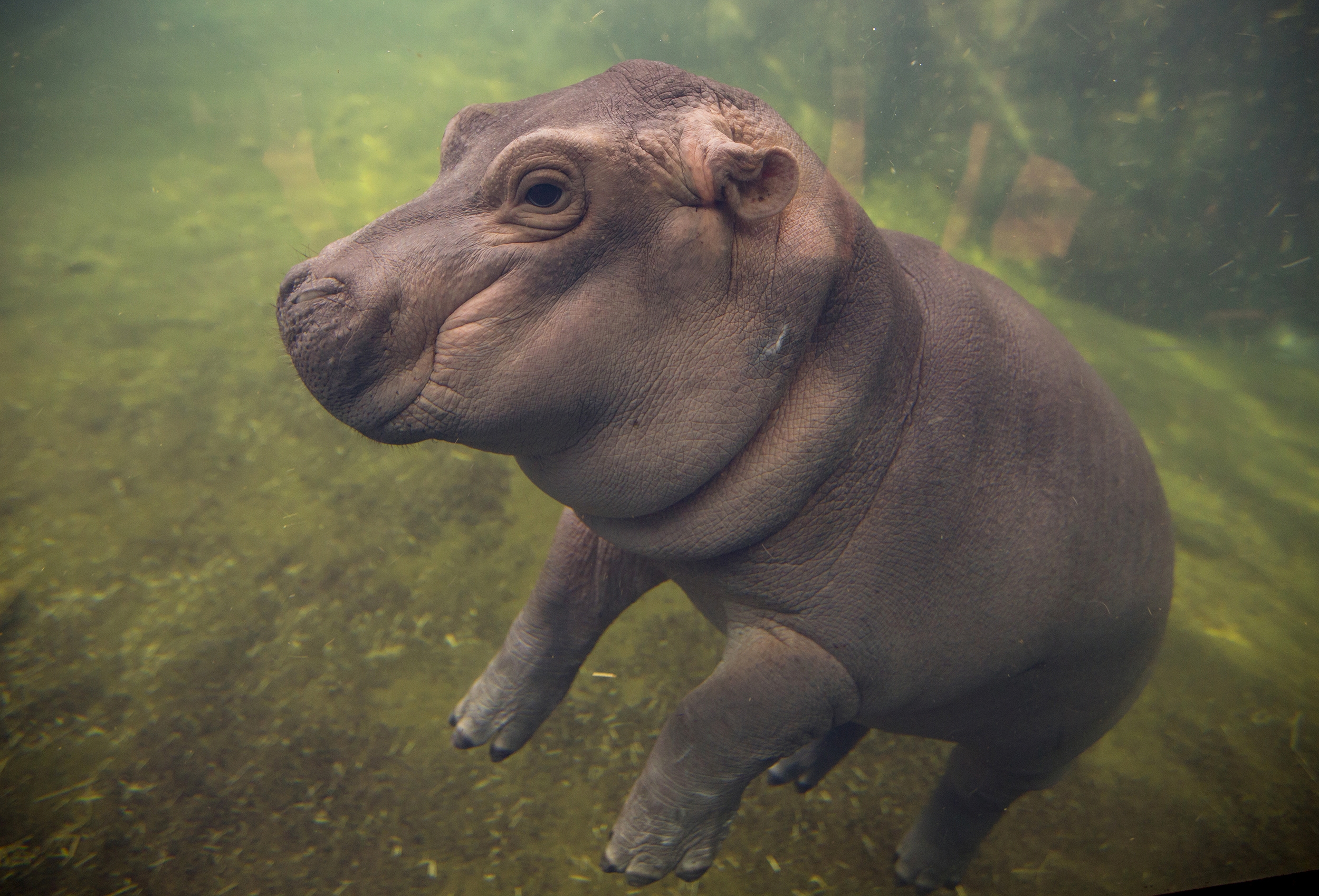 RISE: Paris climate decision coming; Pens top Preds; hippo debuts