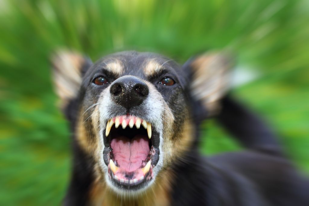 Council to weigh restoring animal control to PD