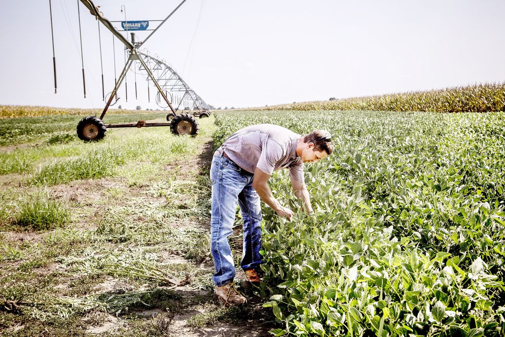 Herbicide has ruined some Arkansas Delta farmers