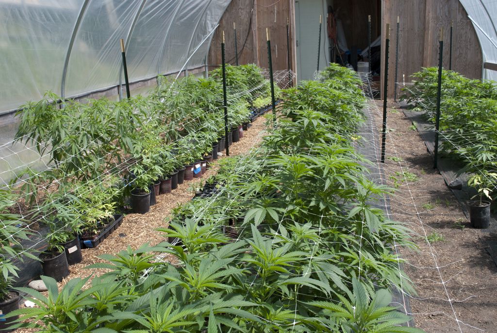 13 in Jefferson County apply to grow Rx pot