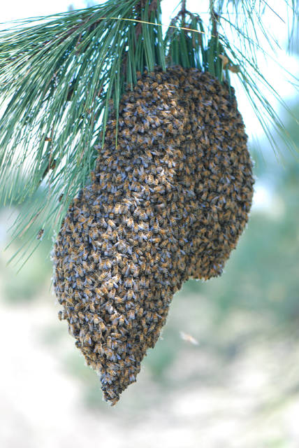Bee swarms: natural, beneficial phenomena in spring, experts say