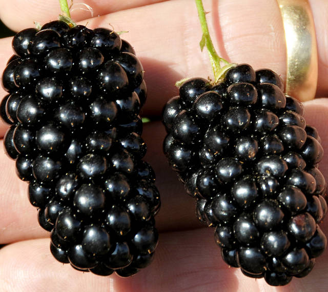 Survey questions consumer tastes in blackberries?