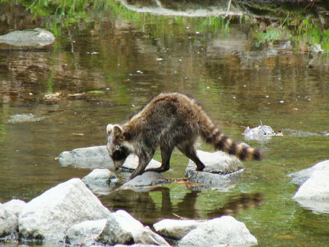 Don’t assume lone wildlife babies are abandoned, expert says